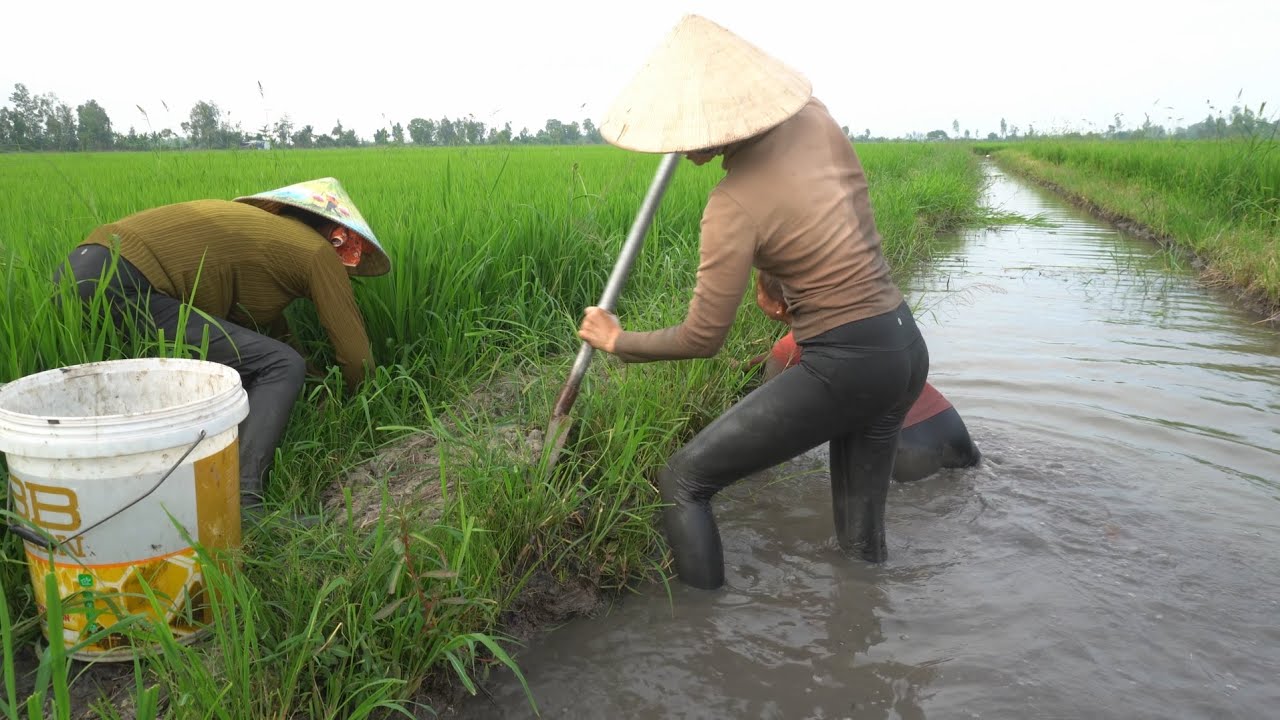 1120 / Mò hang bắt cá trên đường mương phèn