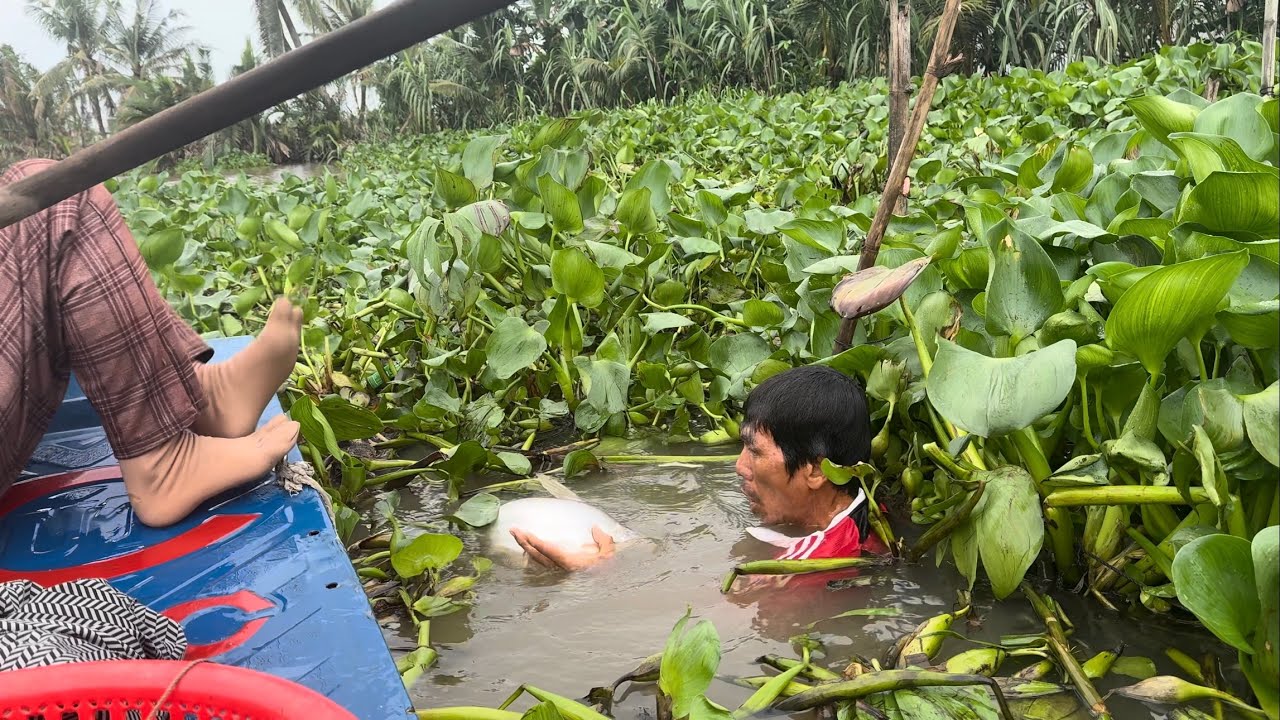 1358 / Giăng câu cá tra bến sông nhà