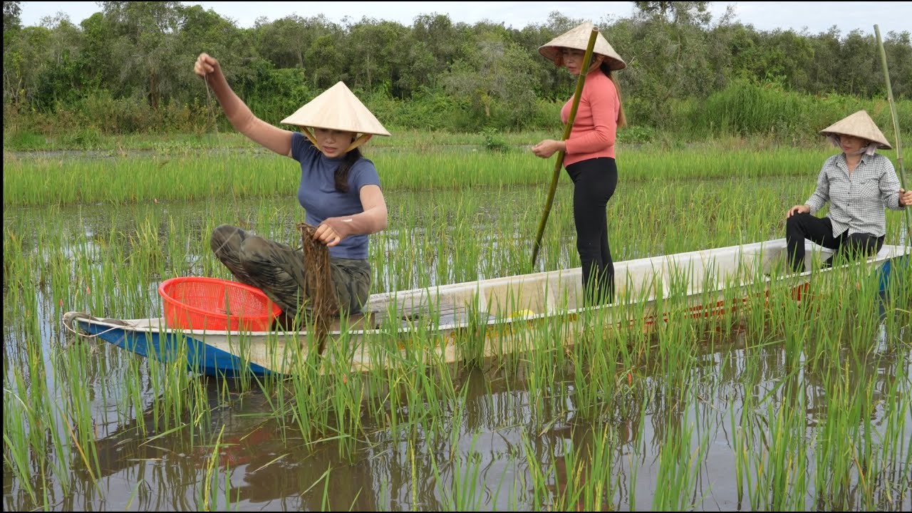 1306 / Giăng câu viền trên đồng lúa chét