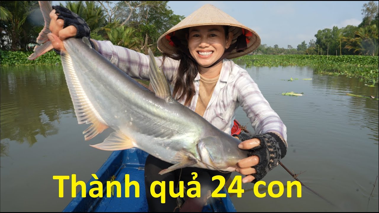 1158 / Giăng câu cá tra một chổ dính bốn con