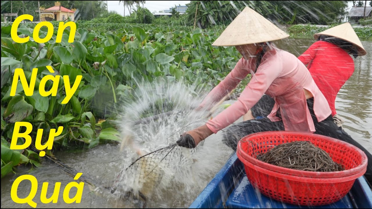 1312 / Trúng bầy cá tra sông Cái Bé được 29 ký