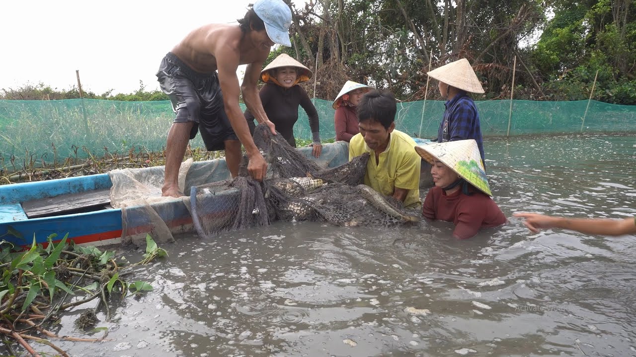 1073 / Kéo lưới thu hoạch cá Chép