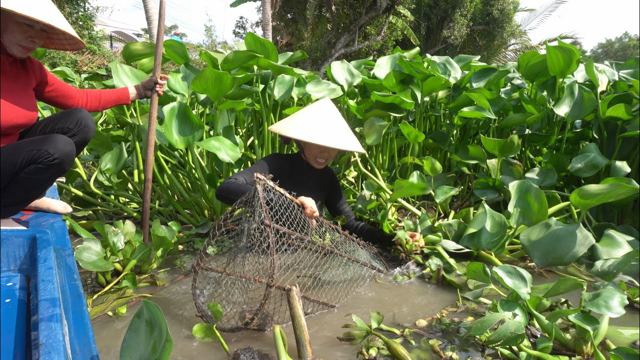 1185 / Đặt lợp cá lóc về nấu canh chua