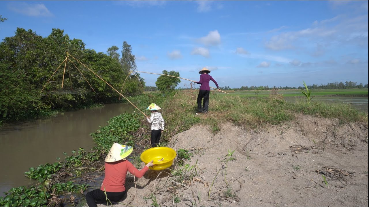 1096 / Ra đồng bắt cá đào khoai rạng về nấu canh