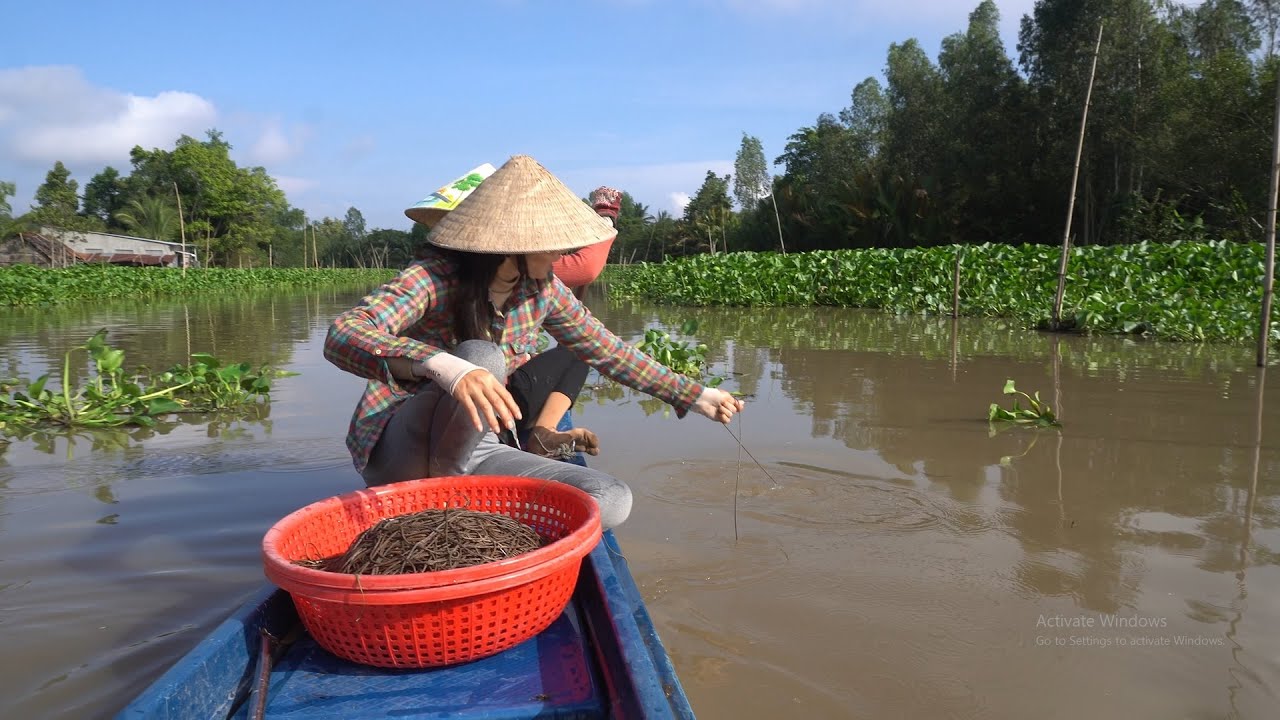 1040 / Giăng câu cá tra về nướng sa tế