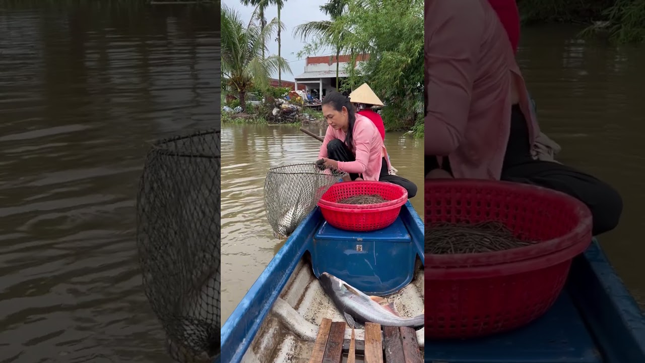 Giăng câu cá tra sông Cái Bé