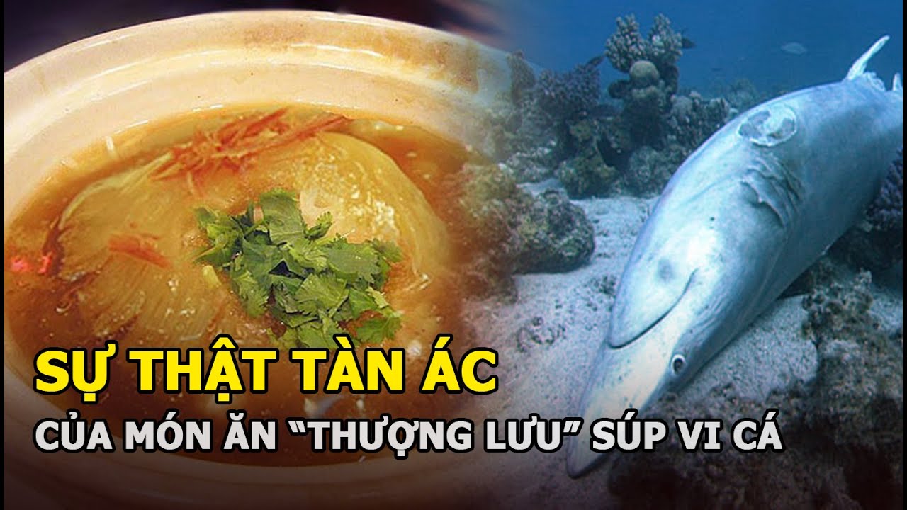 Sự thật tàn ác của món ăn "thượng lưu" súp vi cá