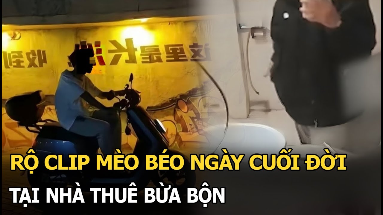 Rộ clip Mèo Béo ngày cuối đời tại nhà thuê bừa bộn