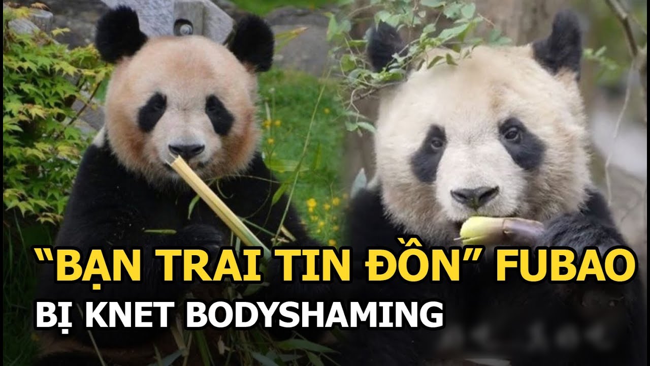 "Bạn trai tin đồn" Fubao bị Knet bodyshaming