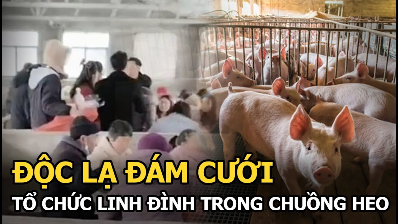 Độc lạ đám cưới tổ chức linh đình trong chuồng heo