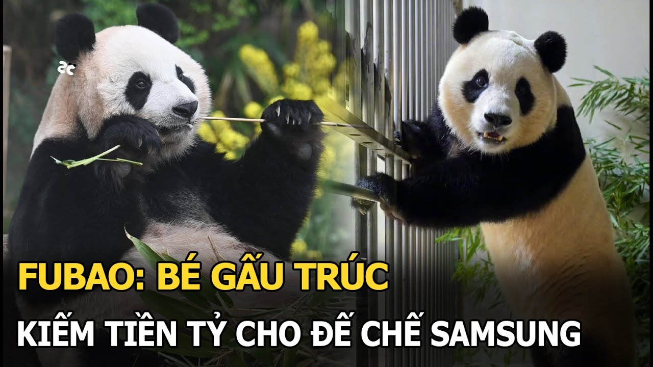 Fubao: bé gấu trúc kiếm tiền tỷ cho đế chế Samsung