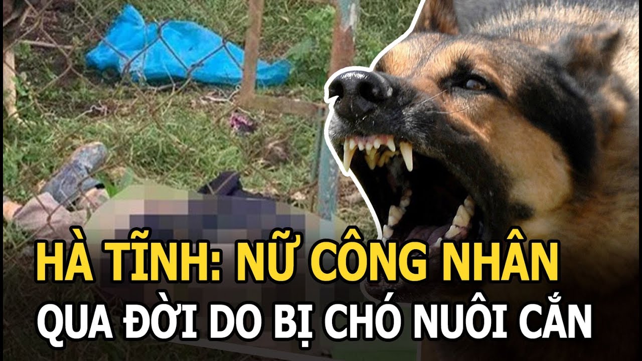 Hà Tĩnh: Nữ công nhân qua đời thương tâm tại phòng trọ do bị chó “lên cơn điên” cắn