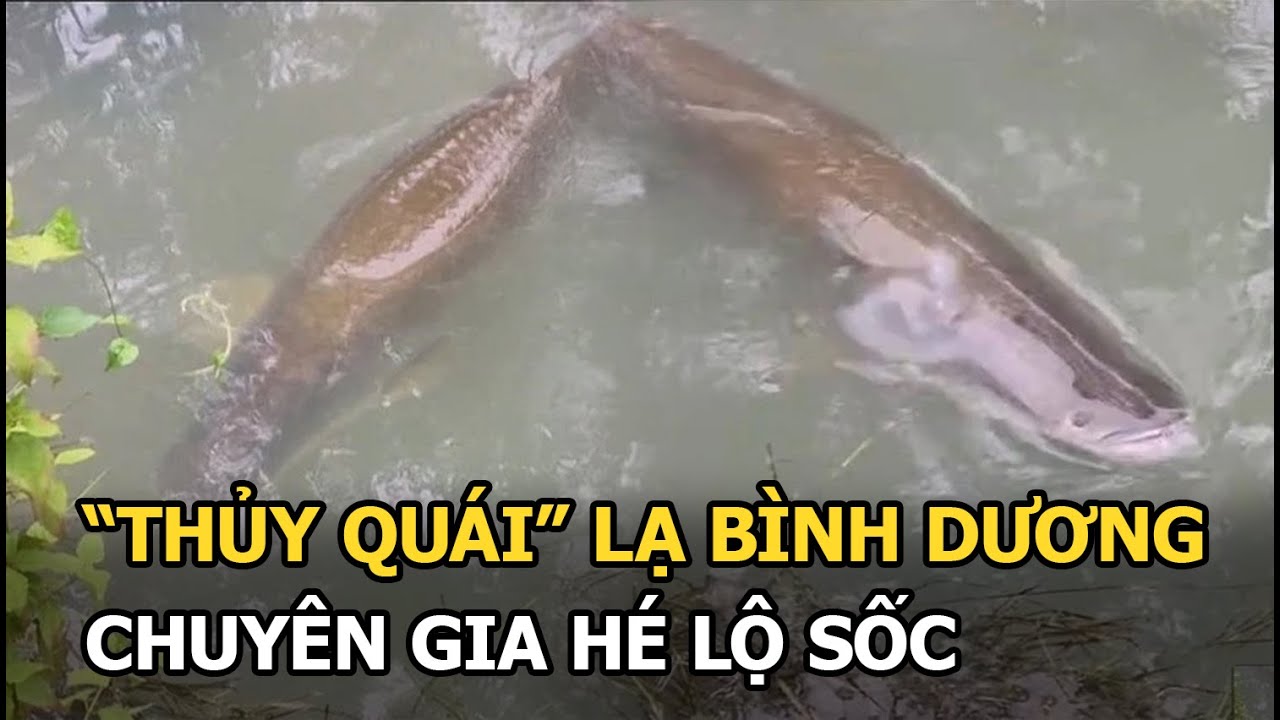 “Thủy quái” lạ Bình Dương: chuyên gia hé lộ sốc