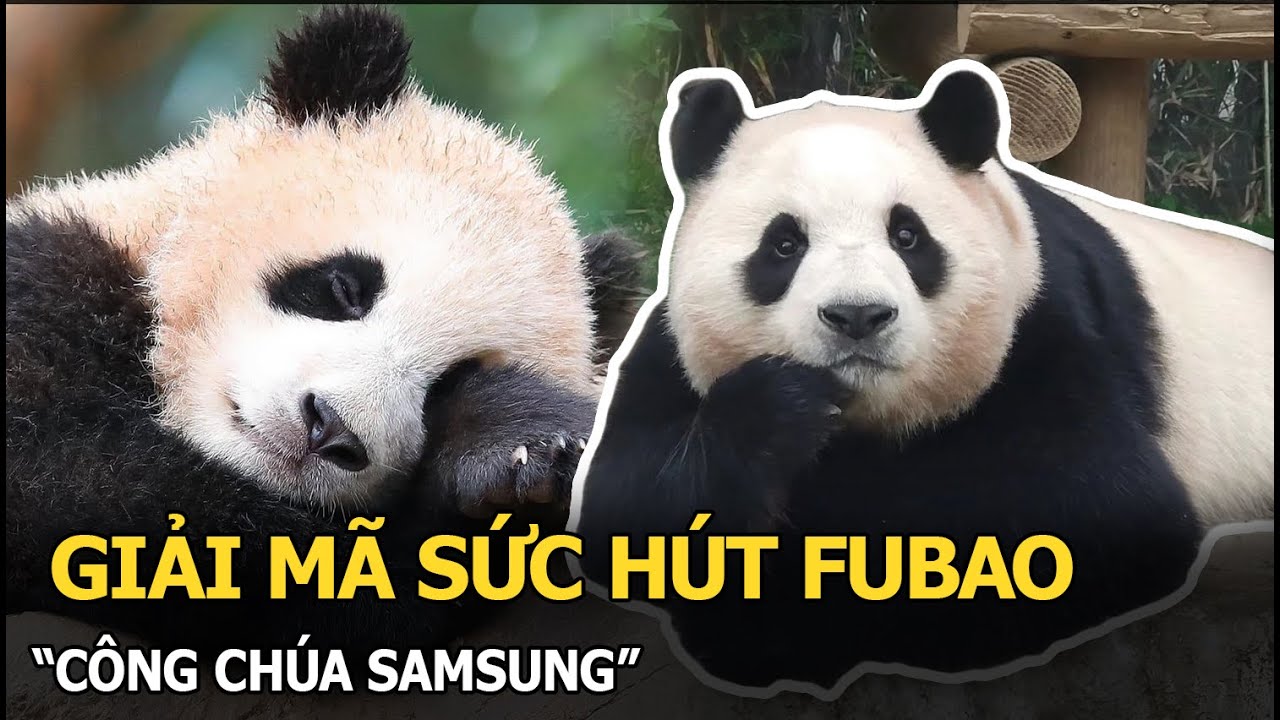 Giải mã sức hút Fubao - “công chúa Samsung”