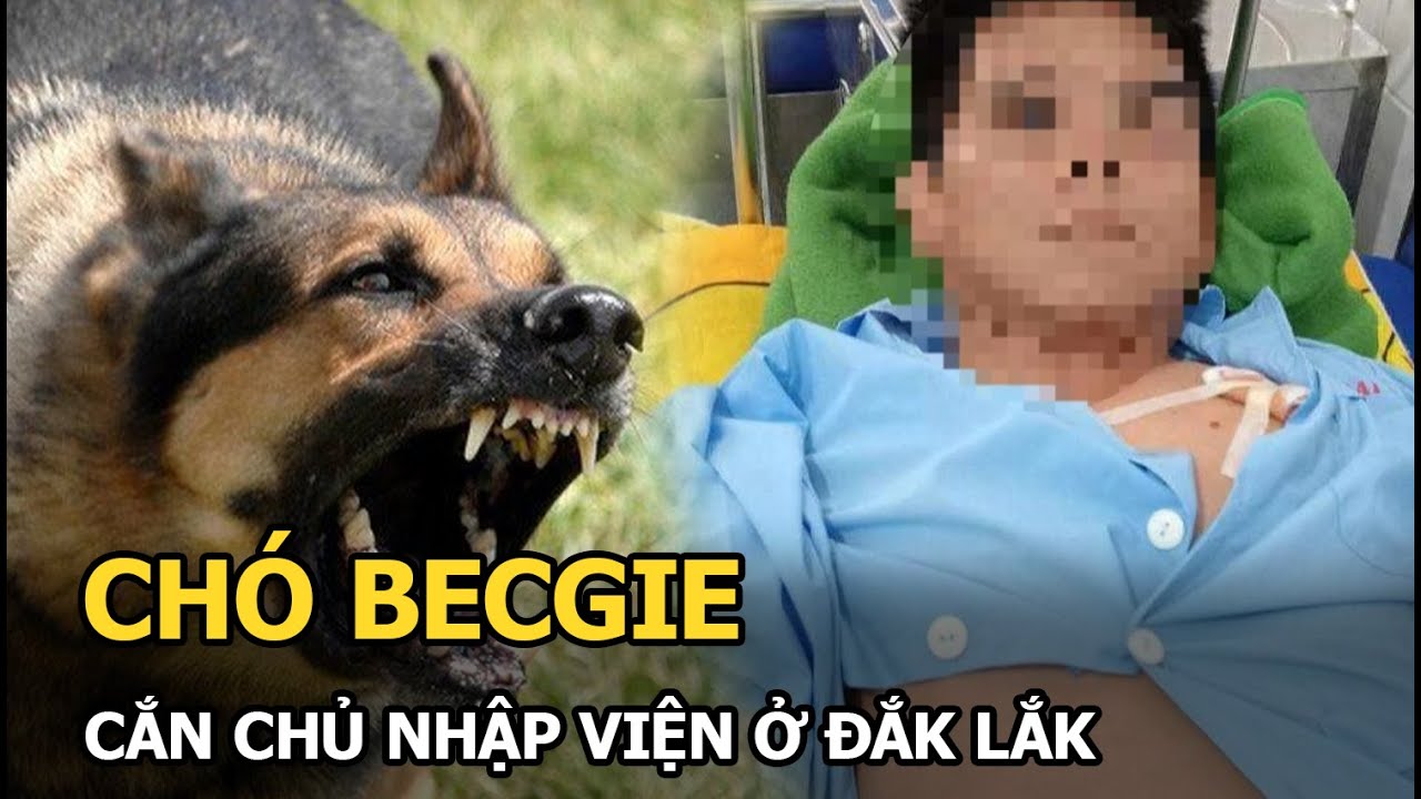 Đắk Lắk: chó Becgie cắn chủ nhập viện