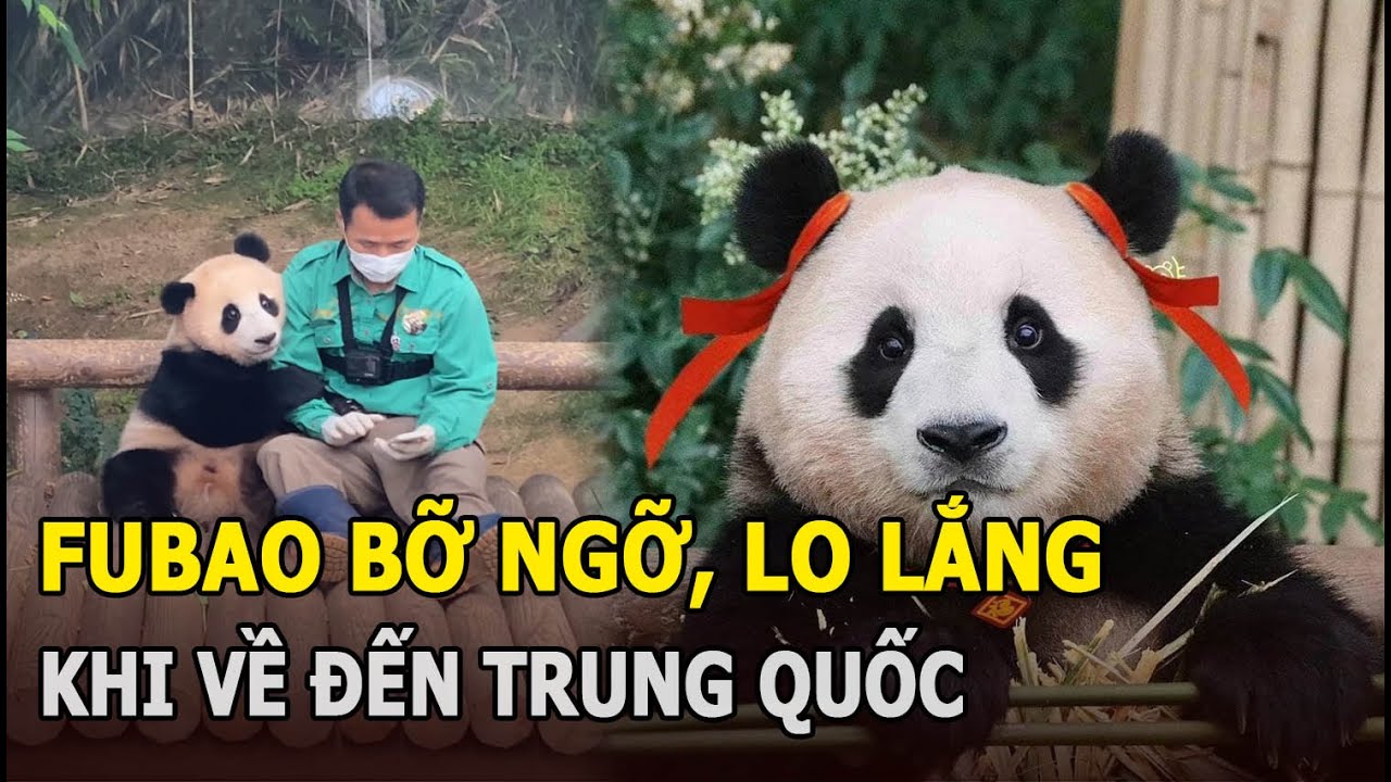 Fubao bỡ ngỡ, lo lắng khi về đến Trung Quốc