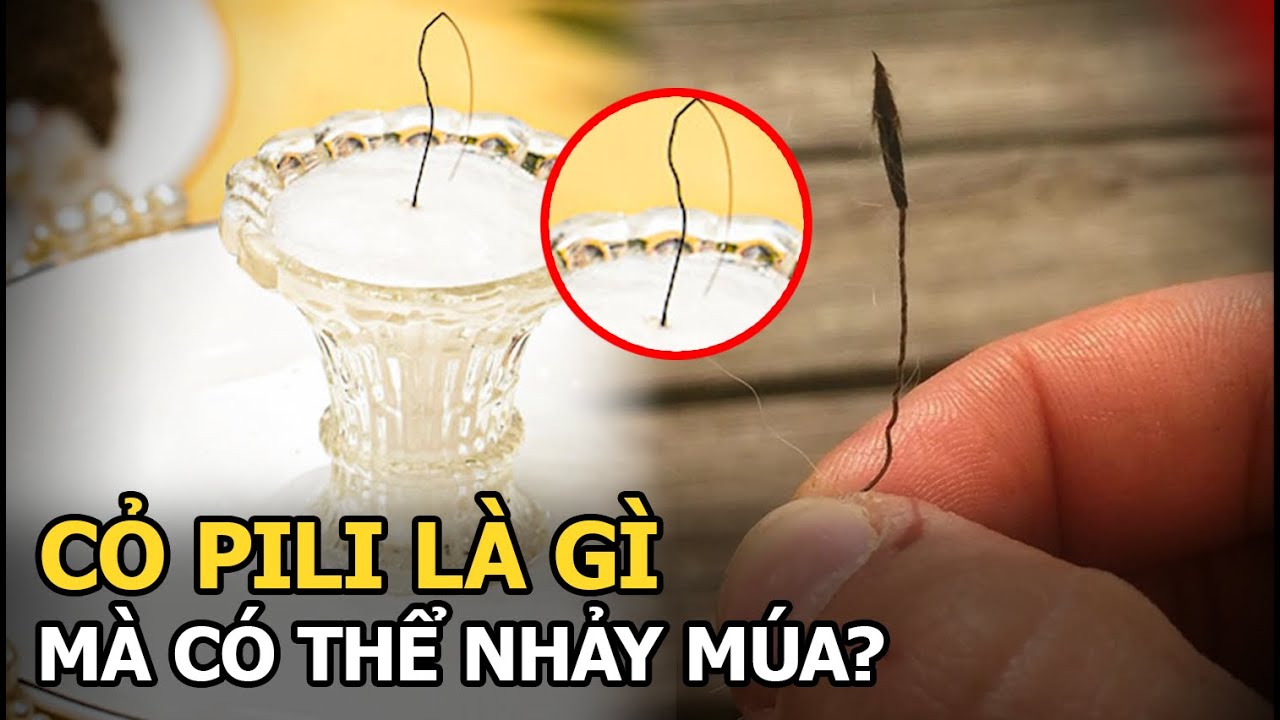 Cỏ Pili: Giống sợi tóc, bị nhầm là xá lợi Đức Phật, có thể "vặn vẹo, nhảy múa"