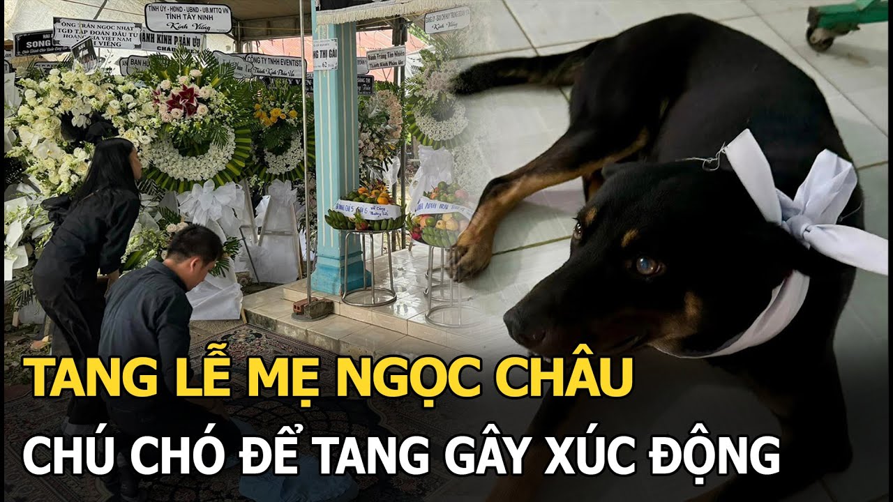 Tang lễ mẹ Ngọc Châu: Chú chó để tang gây xúc động