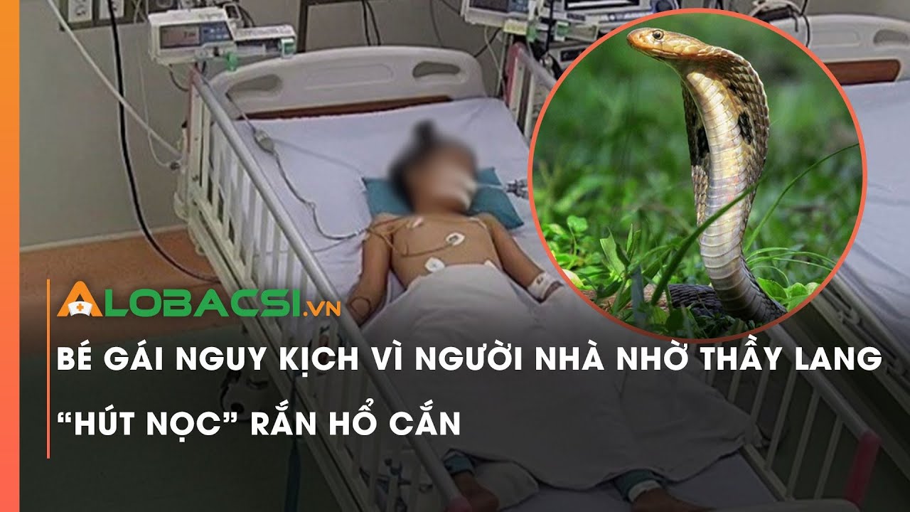 Bé gái nguy kịch vì người nhà nhờ thầy lang 'hút nọc' rắn hổ cắn