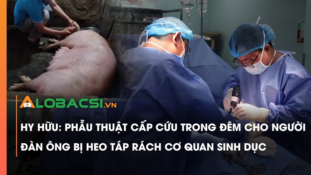 Hy hữu: Phẫu thuật cấp cứu trong đêm cho người đàn ông bị heo táp rách cơ quan sinh dục