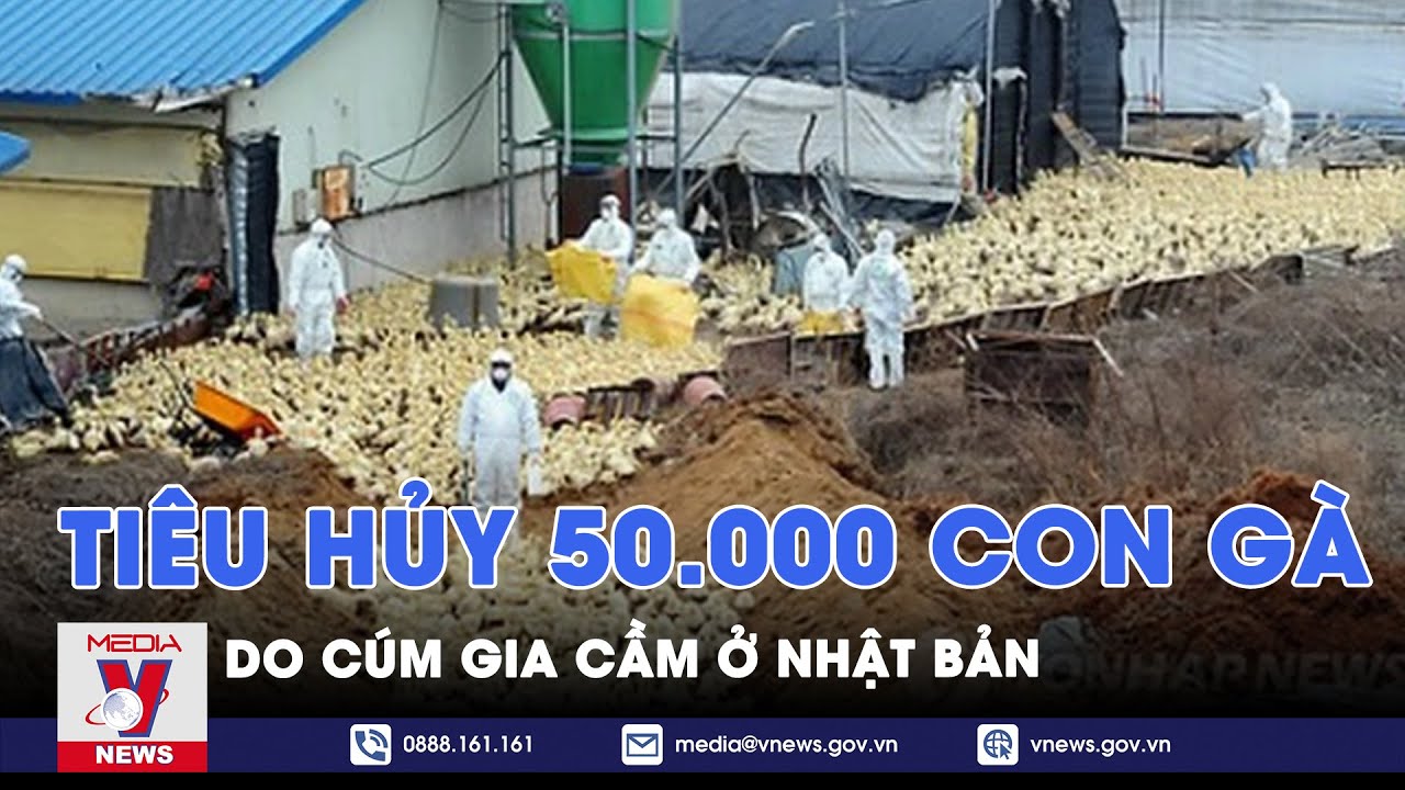 Nhật Bản tiêu hủy 50.000 con gà do cúm gia cầm - Tin thế giới - VNews