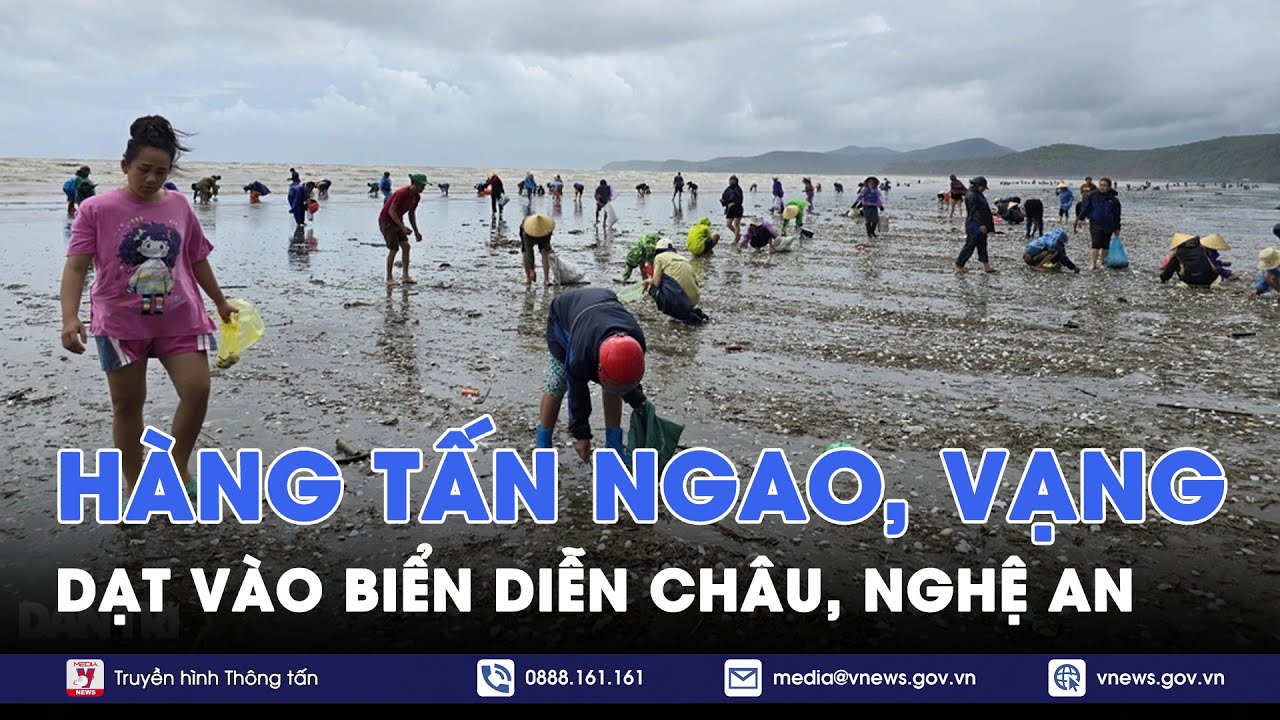 Hàng tấn ngao, vạng dạt vào biển Diễn Châu, Nghệ An - VNews