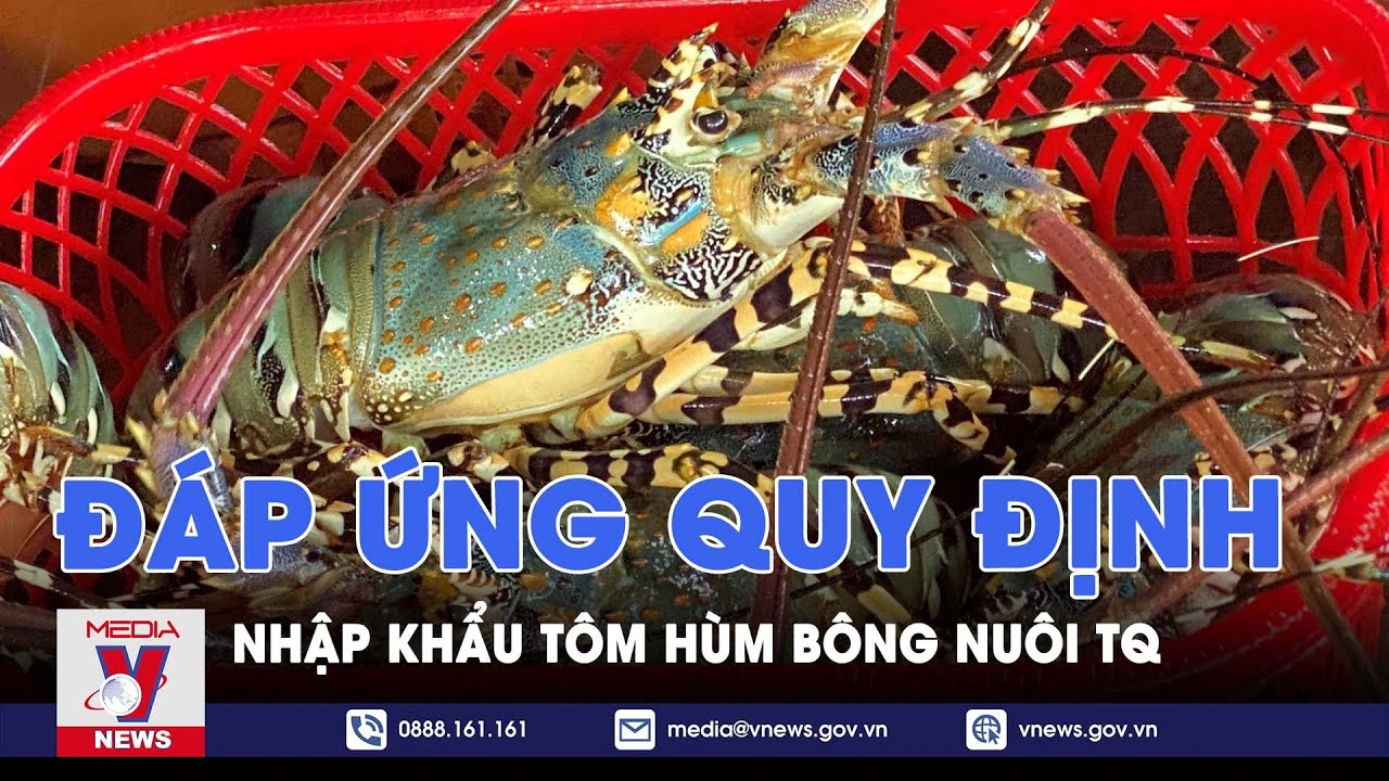 Việt Nam đáp ứng quy định mới về nhập khẩu tôm hùm bông nuôi của Trung Quốc - VNews