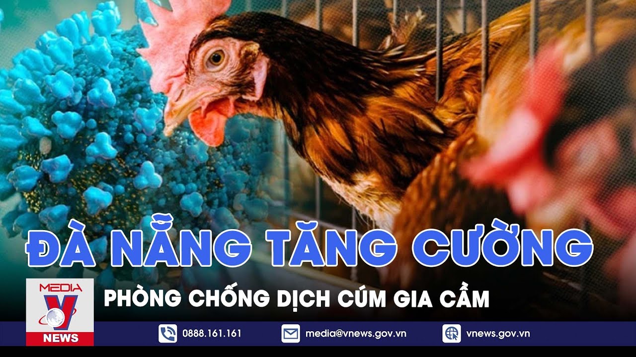 Đà Nẵng tăng cường phòng chống dịch cúm gia cầm - VNews