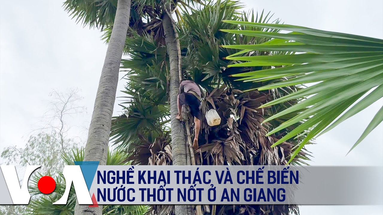 Nghề khai thác và chế biến nước thốt nốt ở An Giang | VOA Tiếng Việt