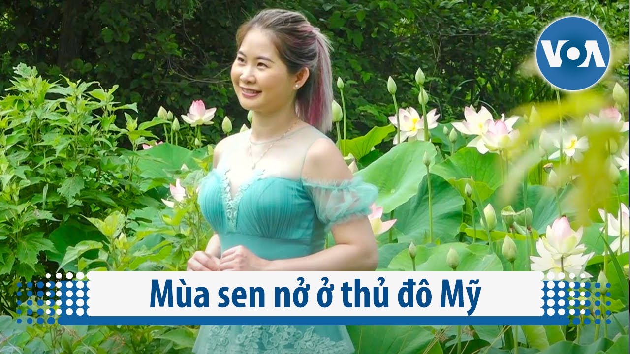 Mùa sen nở ở thủ đô Mỹ | VOA Tiếng Việt