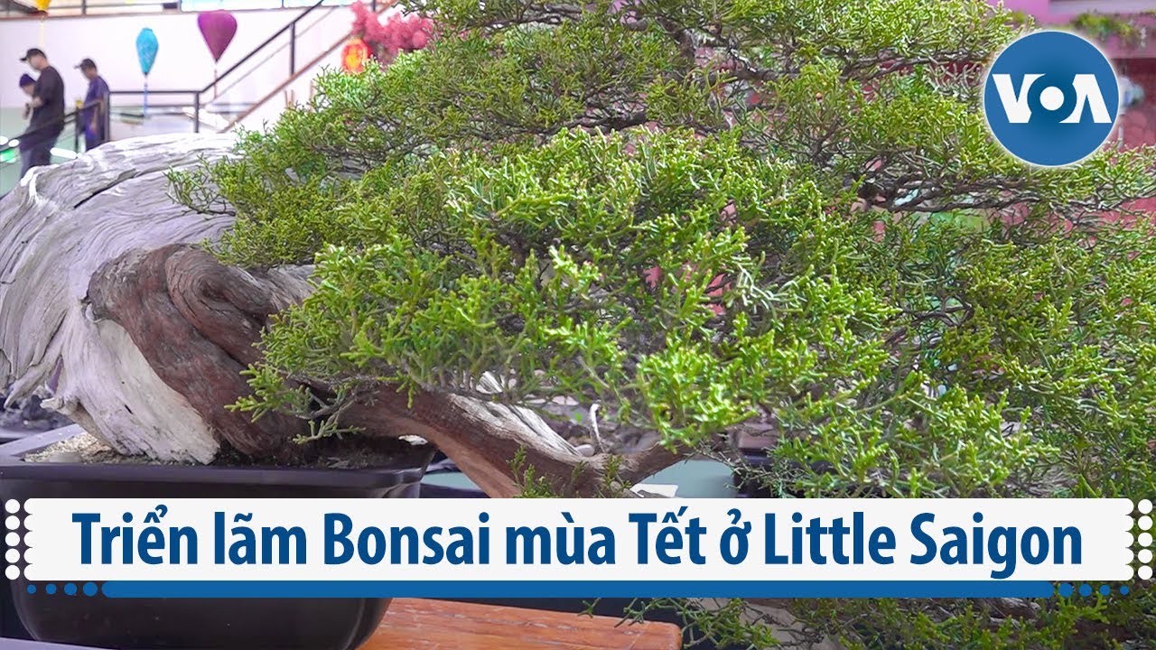 Triển lãm Bonsai mùa Tết ở Little Saigon | VOA Tiếng Việt