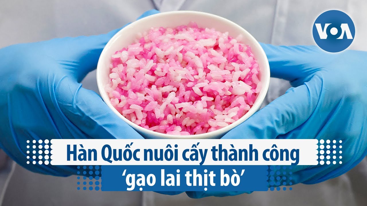 Hàn Quốc nuôi cấy thành công ‘gạo lai thịt bò’ | VOA Tiếng Việt