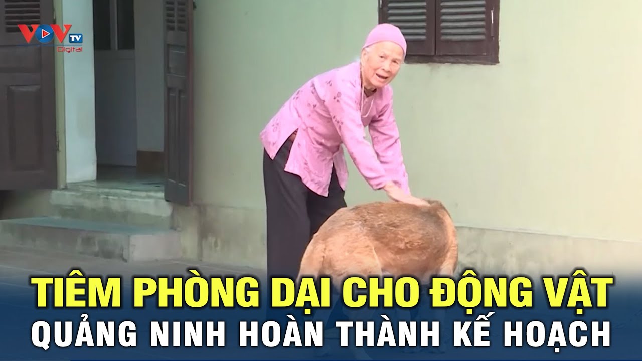 Quảng Ninh hoàn thành kế hoạch tiêm phòng dại cho động vật