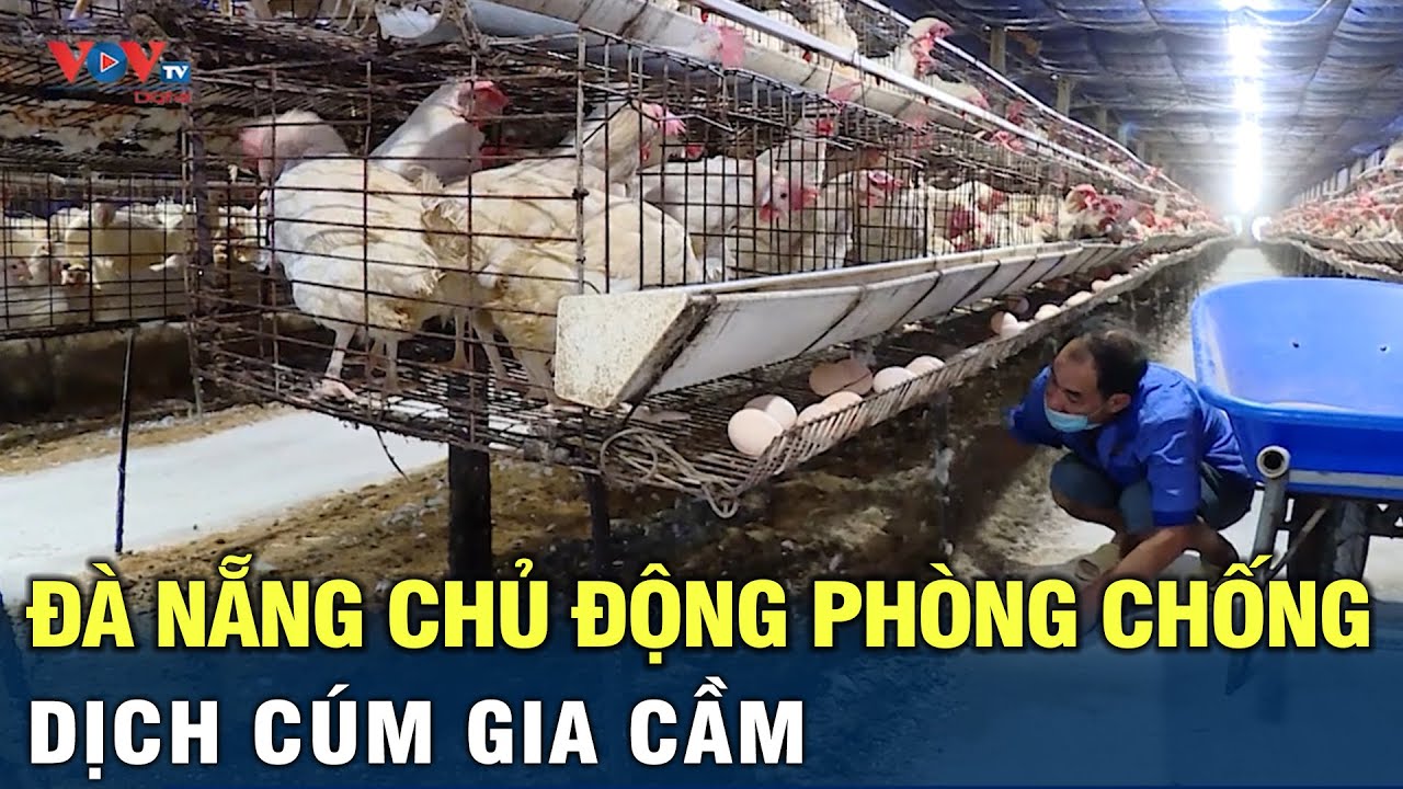 Đà Nẵng chủ động phòng chống dịch cúm gia cầm