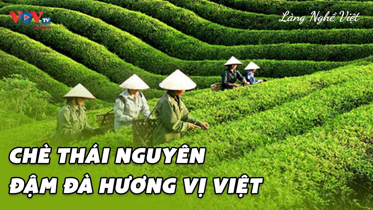 Chè Thái Nguyên – Đậm đà hương vị Việt | Làng Nghề Việt | VOVTV Travel