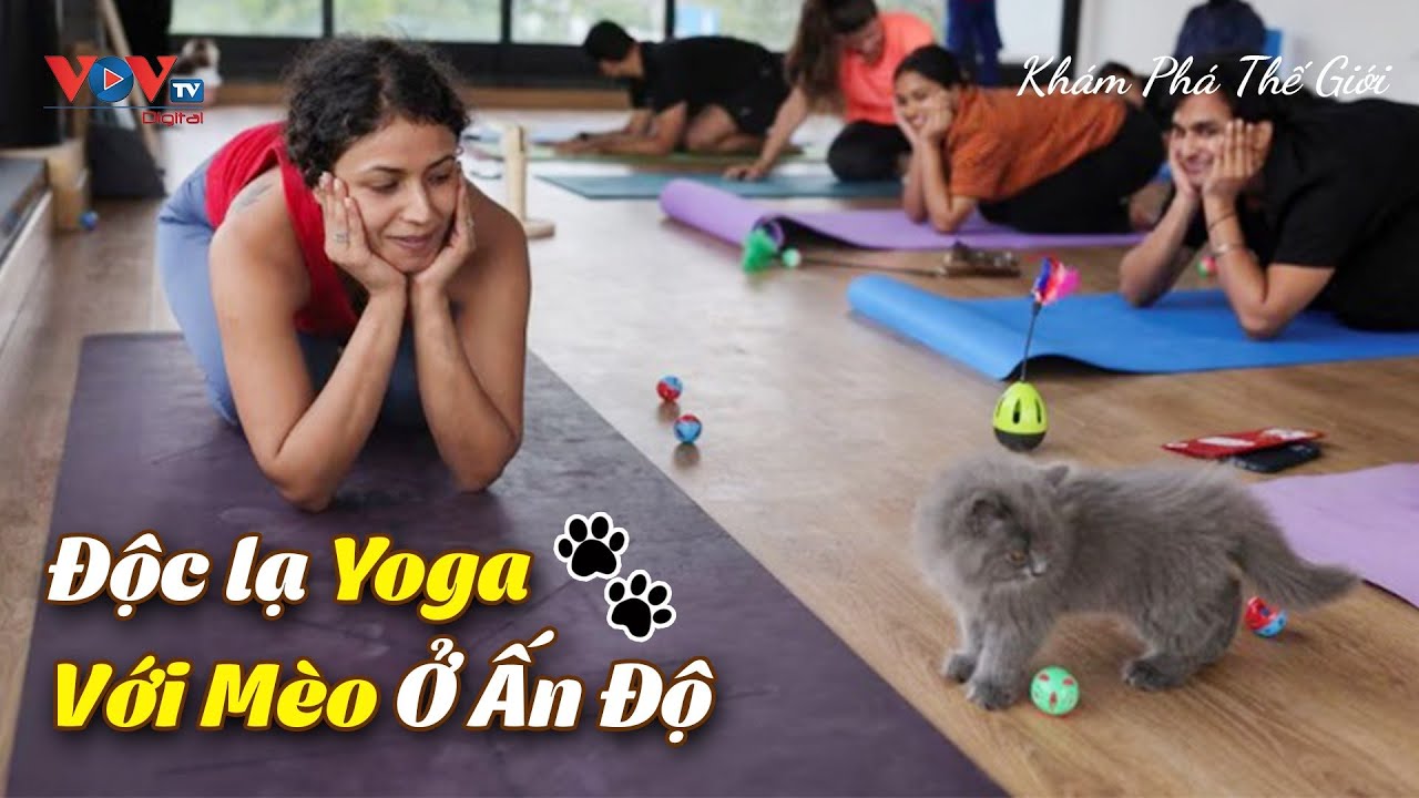 Độc lạ Yoga Với Mèo Ở Ấn Độ | Click - Khám phá thế giới | VOVTV Travel