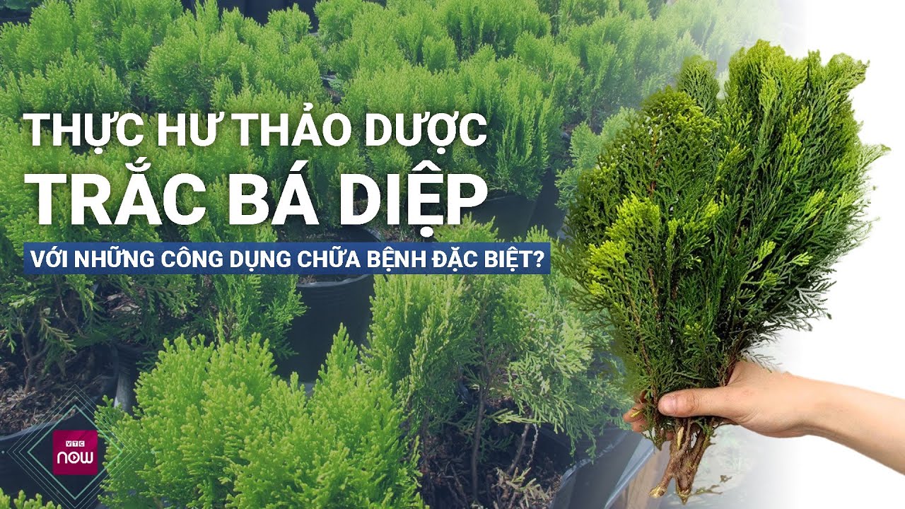 Trắc bá diệp: Loại thảo dược quý với công dụng chữa bệnh đặc biệt | VTC Now