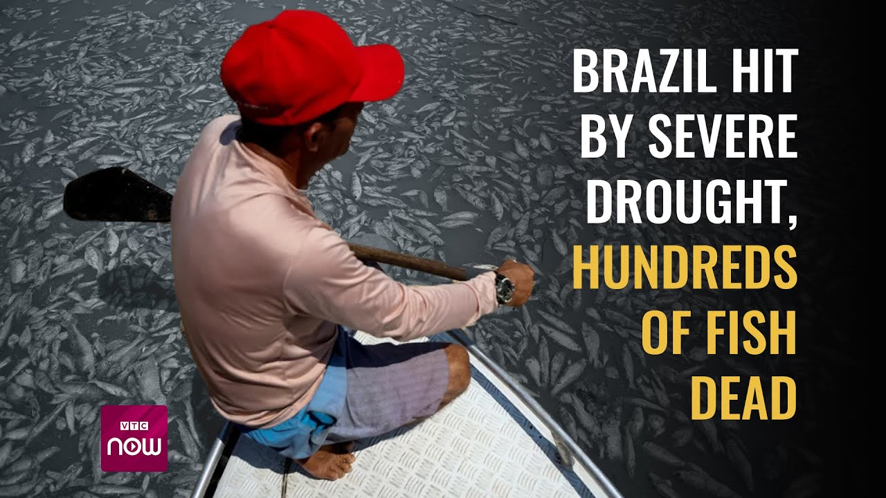 Hundreds of fish turning up dead as Brazil is bit by severe drought | VTC Now