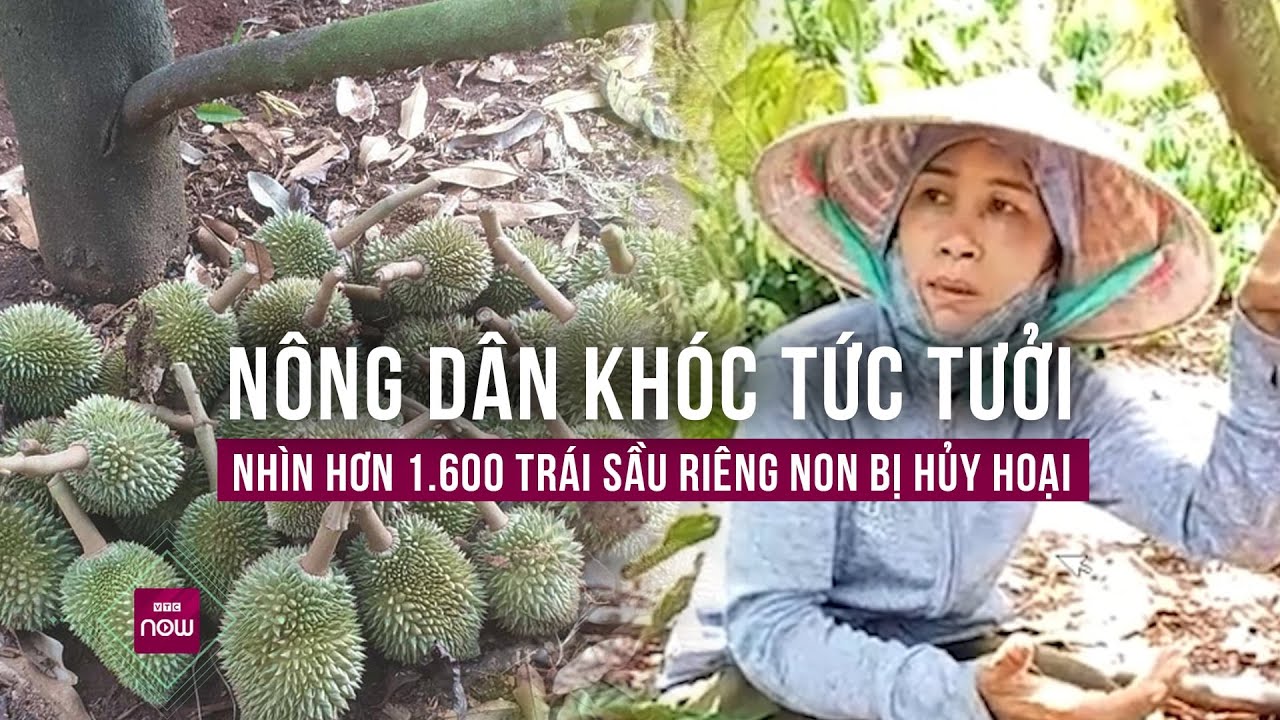 Nông dân khóc ngất nhìn vườn sầu riêng tiền tỉ bị phá tan hoang: Vay tiền đầu tư, giờ lấy gì trả nợ?