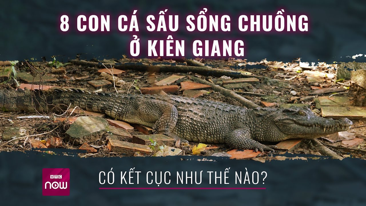 8 con cá sấu sổng chuồng ở Kiên Giang có kết cục như thế nào? | VTC Now