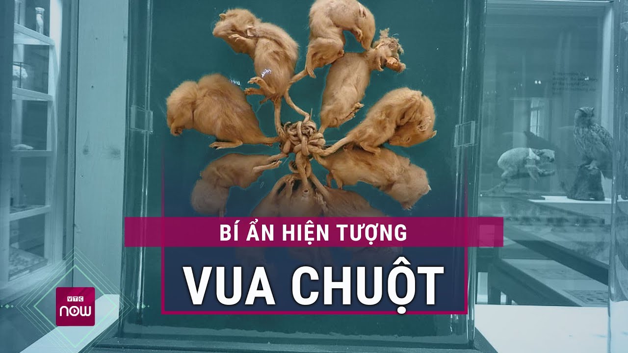 "Vua chuột": Câu chuyện rùng rợn về sự liên kết kỳ lạ của loài gặm nhấm nguy hại nhất hành tinh