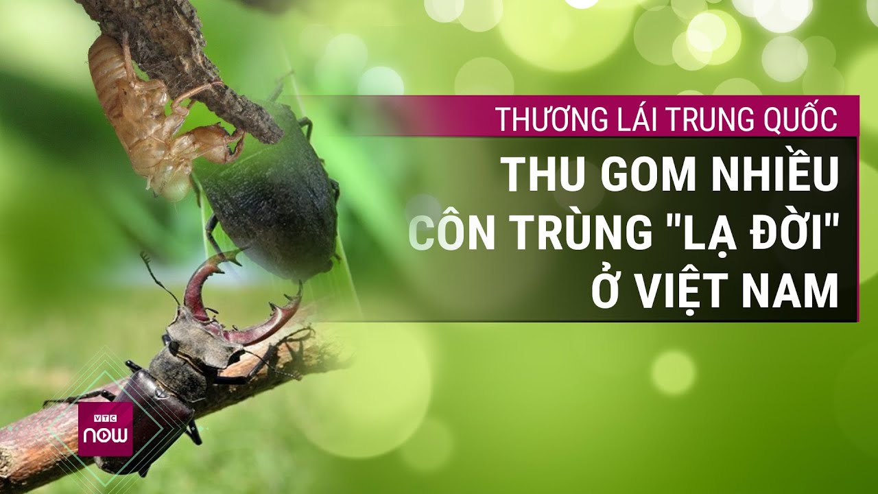 Thương lái Trung Quốc thu gom xác ve sầu, bọ hung, bọ xít đen, sâu ban miêu để làm gì? | VTC Now