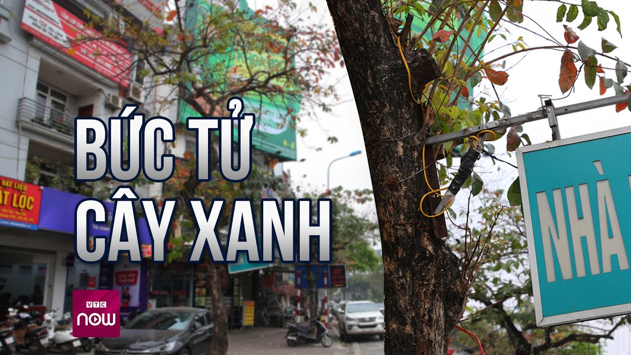 Hàng nghìn cây xanh bị đóng đinh, quấn dây điện, đổ bê tông giữa phố như thế nào? | VTC Now