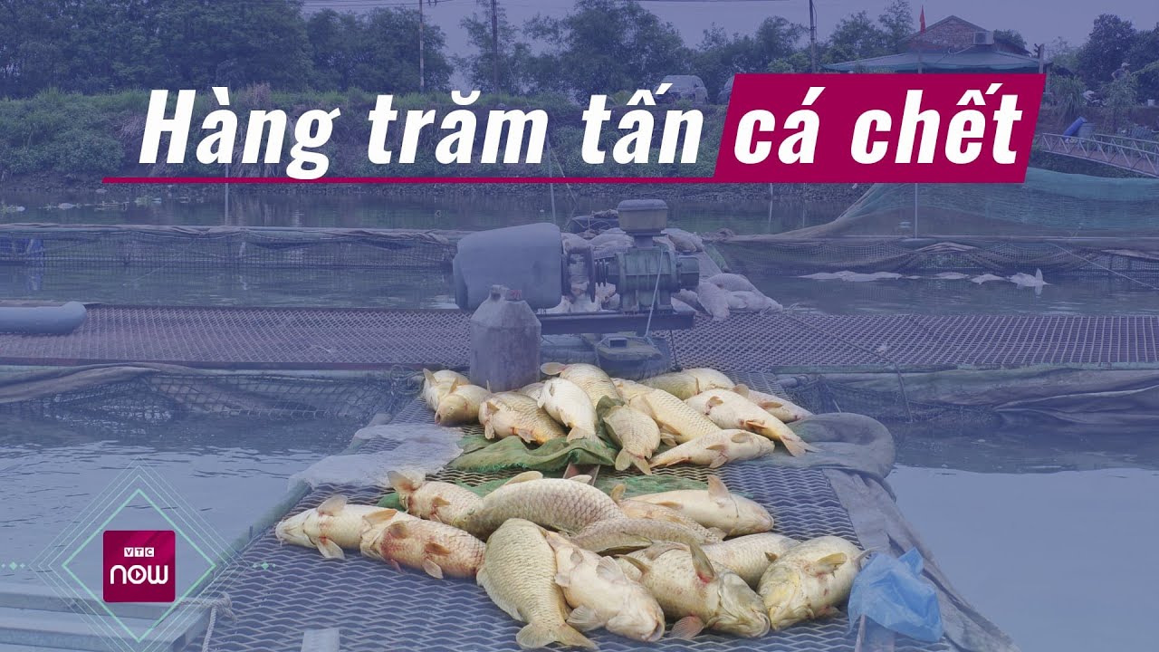 Nguyên nhân nào khiến hàng trăm tấn cá chết ở Hải Dương, xót xa tiền tỉ trôi sông? | VTC Now