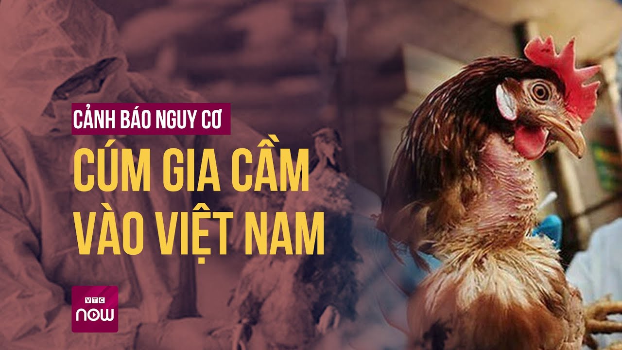 Cúm gia cầm có nguy cơ tràn vào Việt Nam khi dịp Tết đang đến gần | VTC Now