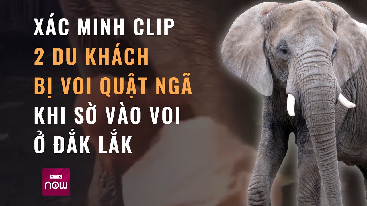 Đắk Lắk: Xác minh clip 2 du khách bị voi quật ngã khi sờ vào voi | VTC Now