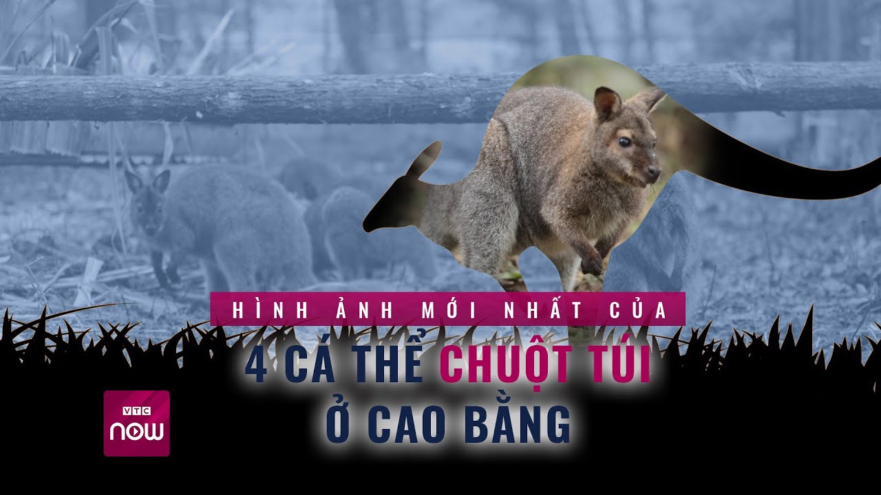 Hình ảnh mới nhất của 4 cá thể chuột túi bị người buôn lậu bỏ lại ở Cao Bằng | VTC Now