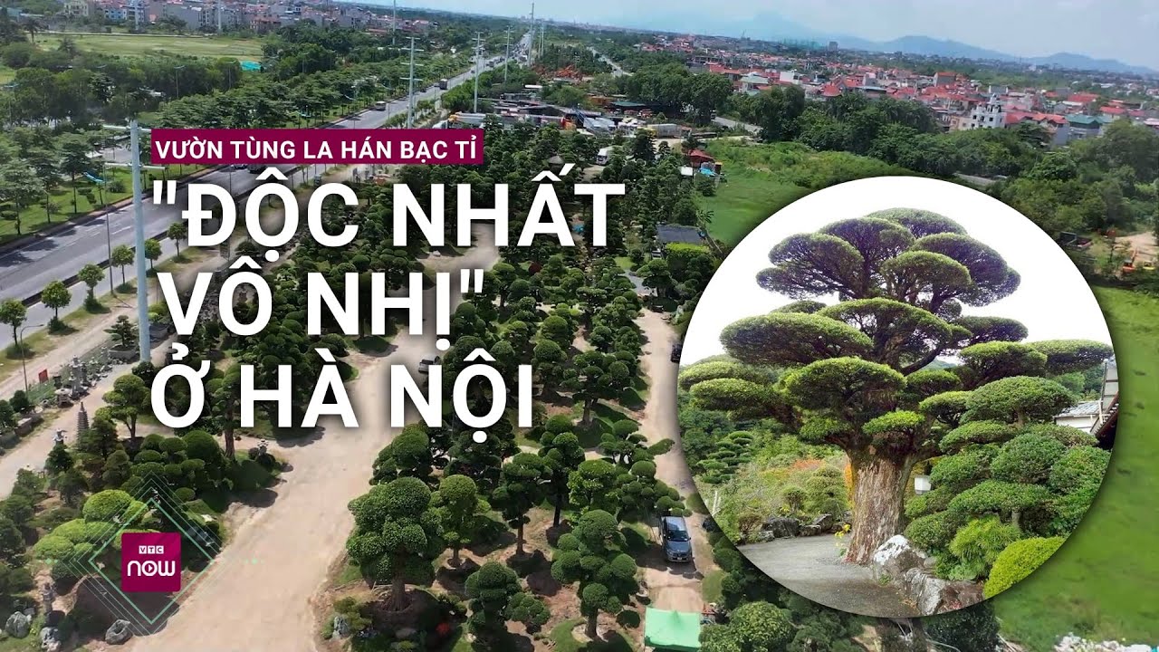 Cận cảnh vườn tùng la hán Nhật bạc tỉ rộng 11.000m2, "độc nhất vô nhị" giữa lòng Hà Nội | VTC Now