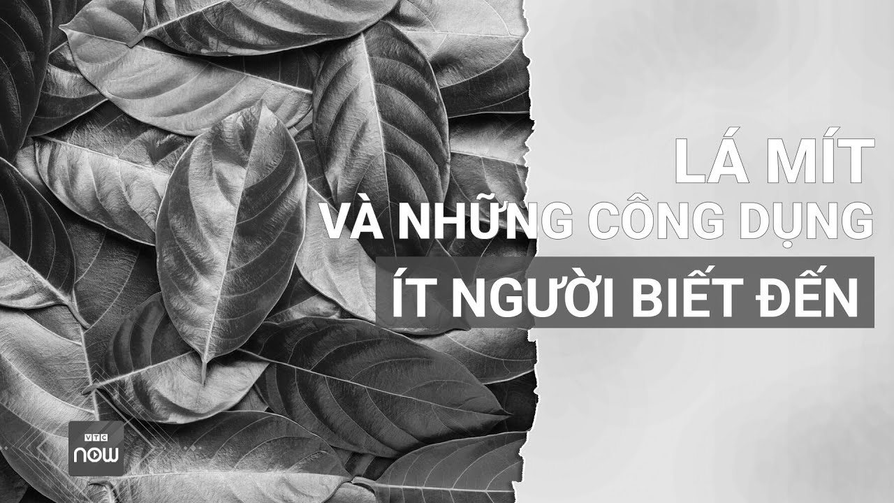 Lá mít: "Vựa thuốc quý" có quanh năm và những công dụng đặc biệt ít người biết | VTC Now