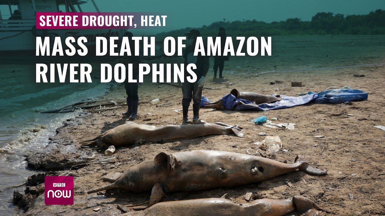 Mass death of Amazon river dolphins linked to severe drought, heat | VTC Now